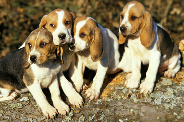 Artois Hound - temperament, výcvik a zdraví