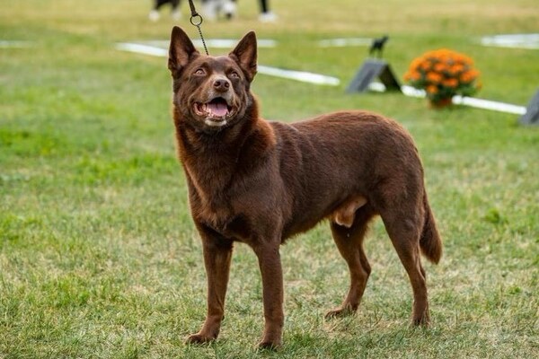 Australská kelpie - povaha, péče a výchova