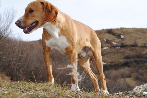 Balkánský honič - krmení, výcvik a péče