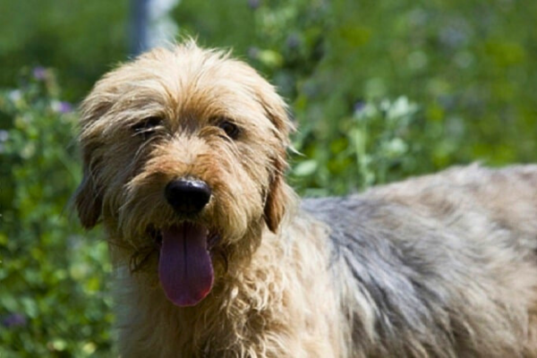 Bosenský hrubosrstý honič: Vytrvalý lovec s drsným zevnějškem a oddanou povahou