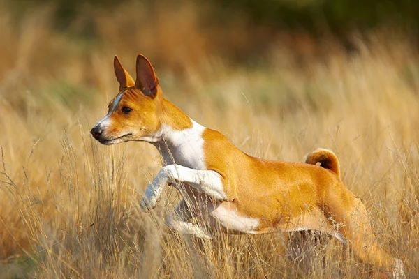 Basenji - výcvik, krmení a péče