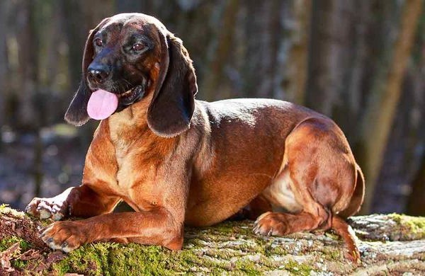 Bavorský horský barvář - využití a zdraví