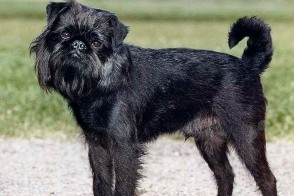 Belgický griffon - výcvik, krmení a péče