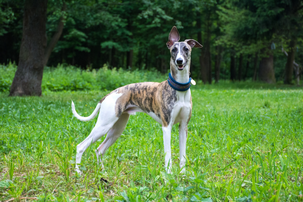 Maďarský chrt: Rychlost v krvi, elegance v pohybu, oddanost v srdci