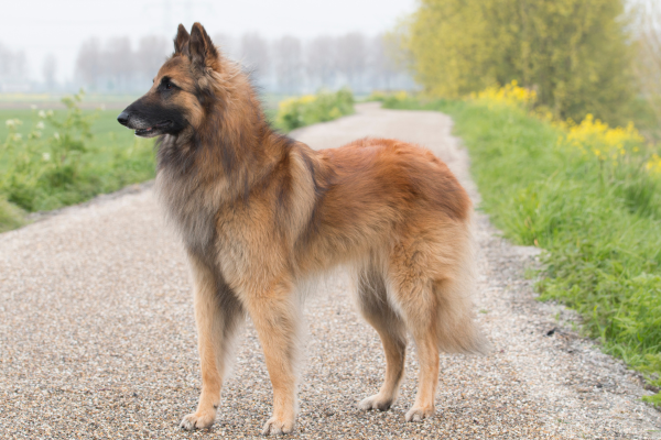 Tervuren: chytrý a oddaný ovčák, který potřebuje výzvy
