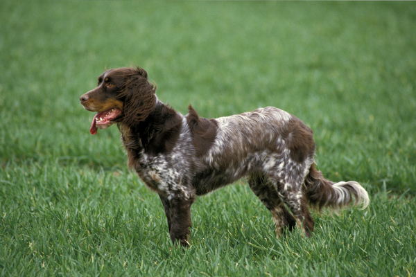 Modrý pikardský španěl: Elegantní lovec s duší romantika