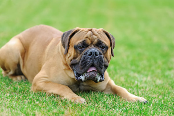 Anglický mastif: něžný obr s klidnou povahou a silným srdcem