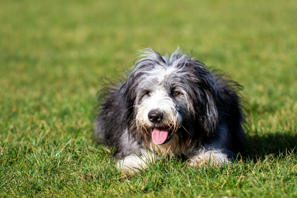 Bradatá kolie: aktivní, chytrá a vždy připravená ke hře