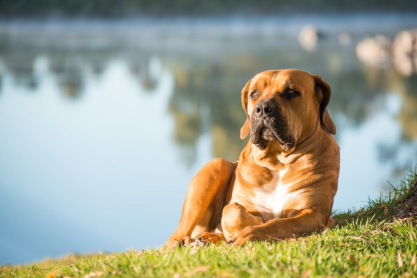 Pes Boerboel - Kompletní přehled plemene