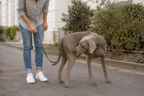 Bolest zad u psa: Jak ji poznat a kdy jet k veterináři