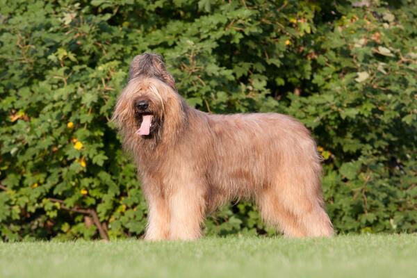 Briard - péče o srst, krmení a zdraví