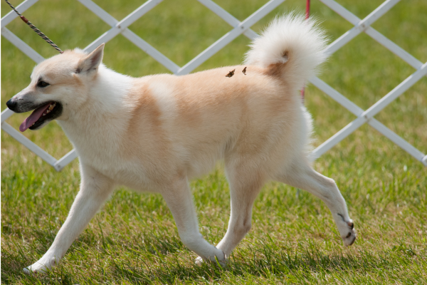 Norský buhund: Špicovitý optimista, který nenechá nic bez komentáře