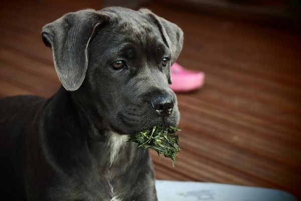 Pes Cane Corso - kompletní přehled plemene