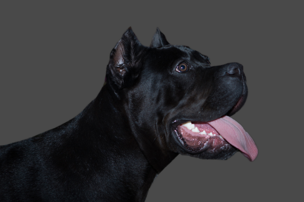 Cane Corso - majestátní strážce s něžnou duší. Pro koho je ideální?