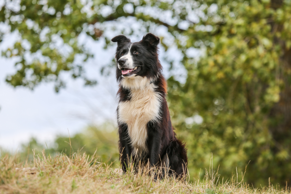 Kolie (Collie) - povaha, výcvik a zdraví
