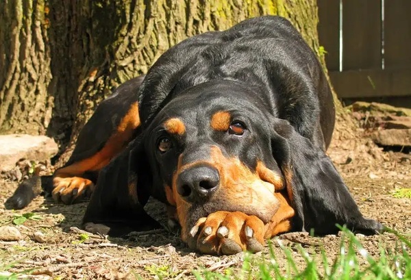 Černohnědý coonhound - kompletní přehled o plemeni