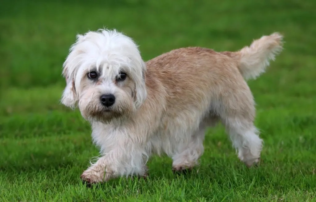 Dandie Dinmont teriér: Malý gentleman s účesem a odvahou, která budí respekt
