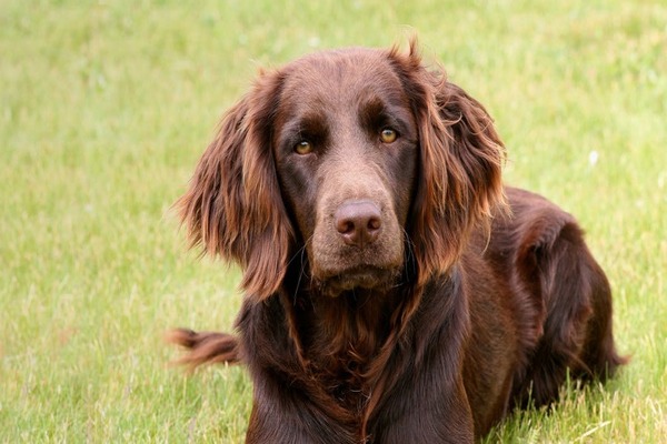Německý křepelák: Tichý dříč do lesa i domů