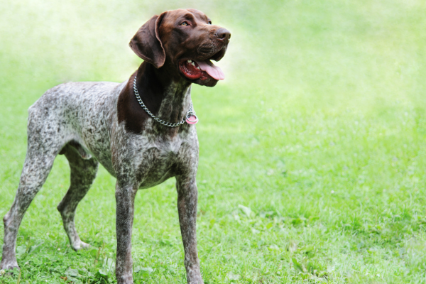 FCI Skupina 7 – Stavači: Elegantní lovci s nosem k nezaplacení