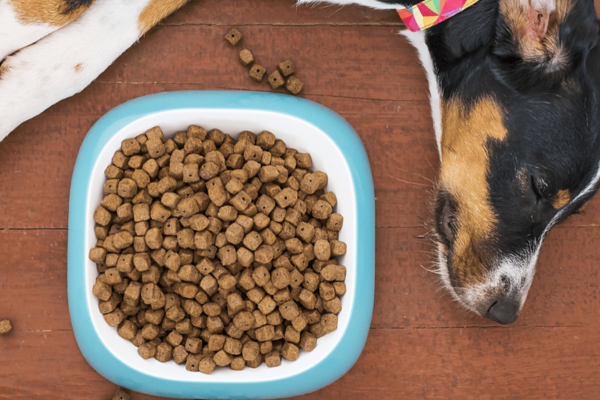 Co jsou hypoalergenní granule pro psy a kdy byste o nich měli začít uvažovat?