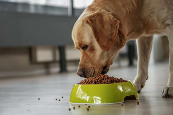 Co dělat, když pes nechce jíst granule a jak ho to naučit?