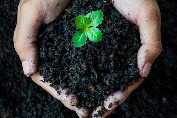 Bio huminové kyseliny pro psy: Přírodní pomocník pro zdraví střev i imunity