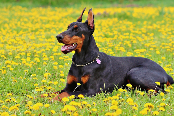 Dobrman: věrný a elegantní bodyguard, co není pro každého