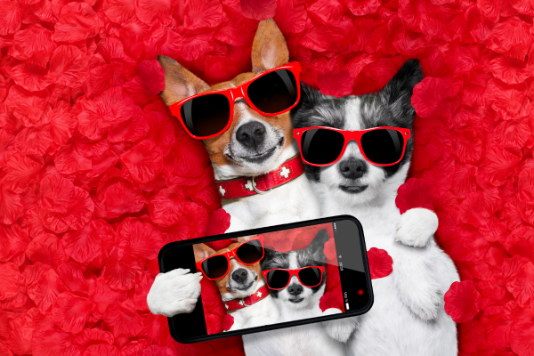 Fenka hárá a pes šílí? Jak zklidnit emoce, než přeskočí plot?