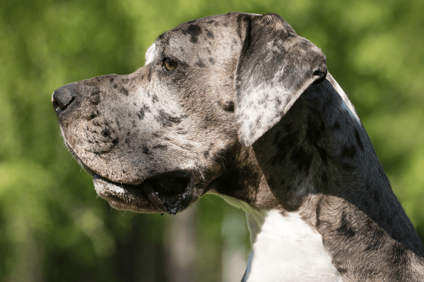 Wobblerův syndrom u psa: Co to je, jak ho poznat a co pomáhá