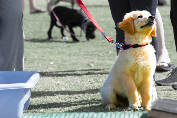 Kdy začít s výcvikem štěněte? Čím dřív, tím lépe – ale s citem