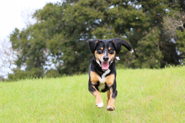 Entlebušský salašnický pes: všestranný hlídač s velkým srdcem