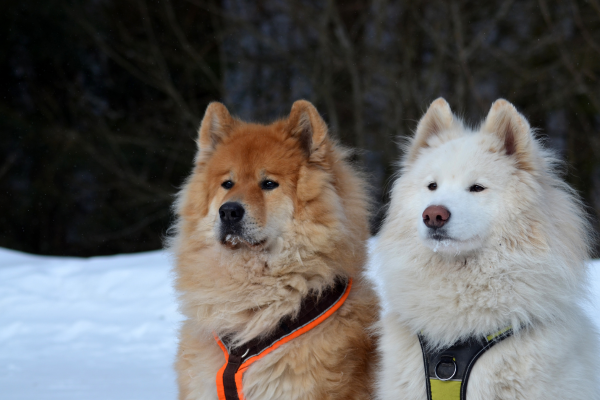 Eurasier - podmínky chovu a výcvik