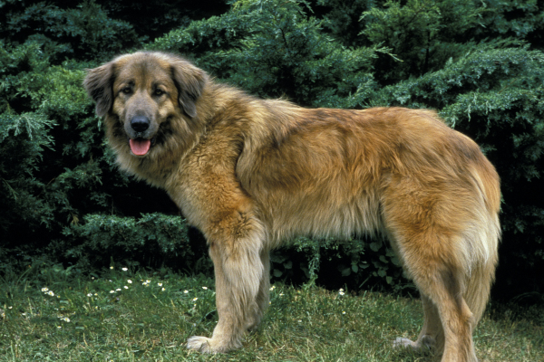 Estrelský pastevecký pes: Hora chlupů, síly a loajality, která se nehýbe, když nechce