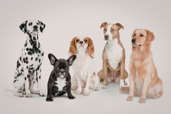 FCI skupiny : Plemena psů, jejich rozdělení a specifika