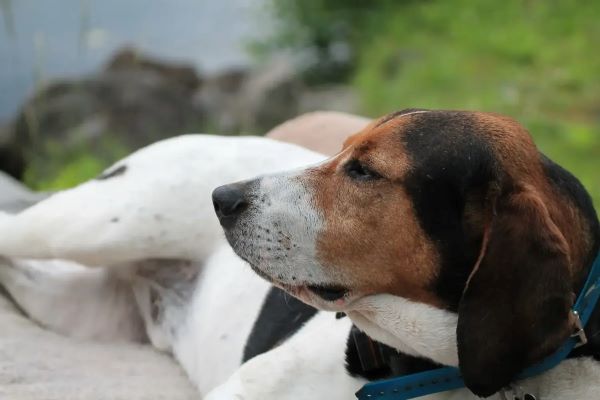 Haldenův brakýř - chování, zdraví a výcvik