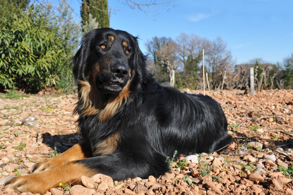 Hovawart: Věrný ochránce se srdcem lva a hlavou, která přemýšlí za dva