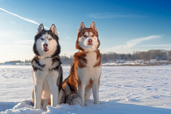Sibiřský Husky - podmínky chovu a péče