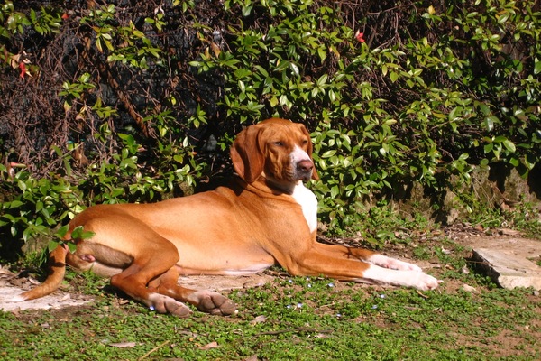 Hygenův honič: Nenápadný, ale oddaný společník do přírody