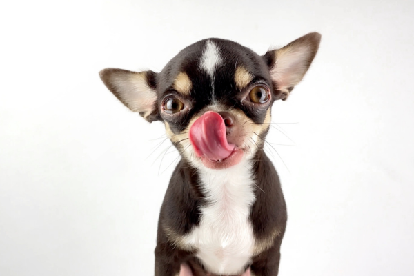 Nejlepší kapsičky pro psy: Jak vybírat a kdy mají smysl?