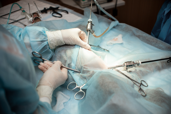 Kastrace a sterilizace : Výhody, nevýhody a odborná doporučení