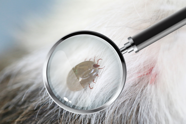 Nemoci u psů přenášené klíšťaty - TYTO příznaky nesmíte ignorovat