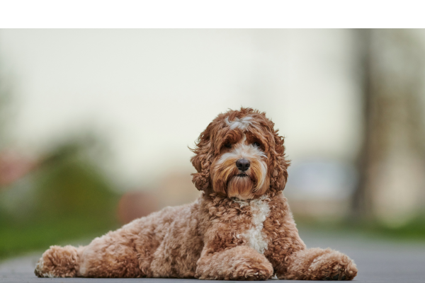 Pes Labradoodle - kompletní přehled o plemeni