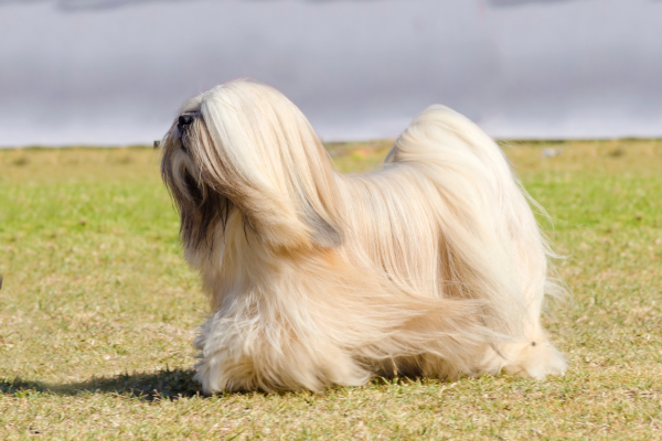 Pes Lhasa Apso - kompletní přehled o plemeni