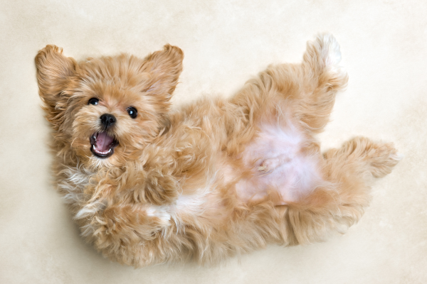 Plyšák, který vám ukradne srdce? Poznejte plemeno Maltipoo