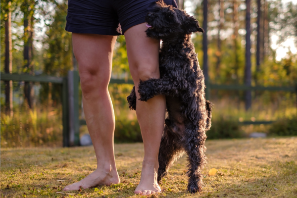 Jak odnaučit psa skákat: co funguje u štěněte i dospělého psa