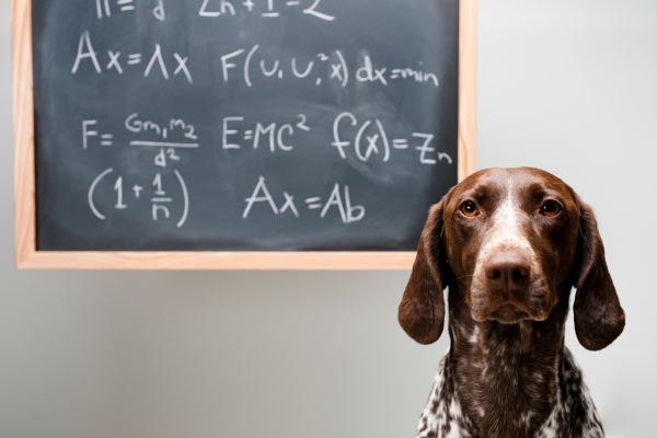 Nejchytřejší a nejposlušnější plemena psů: Top 5, která vás ohromí 🐾