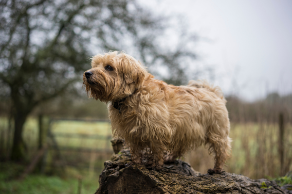 Norfolský teriér: Malý teriér s velkým odhodláním (a sklopenýma ušima)