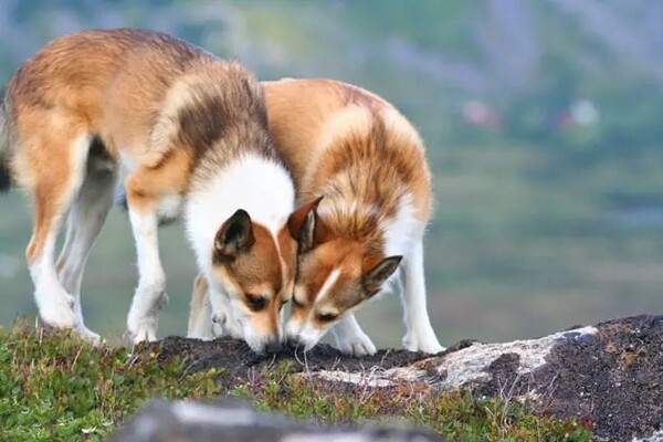 Norský lundehund: Psí akrobat s evolučními superschopnostmi