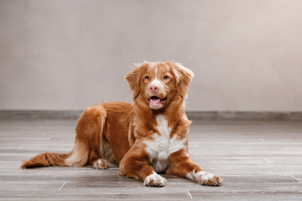 Pes Kanadský retrívr (Nova Scotia Duck Tolling Retriever)