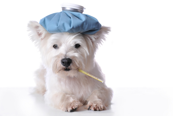 Můj pes má chřipku! Parainfluenza, její příznaky a léčba
